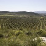 finca-oro-del-desierto-desde-alto