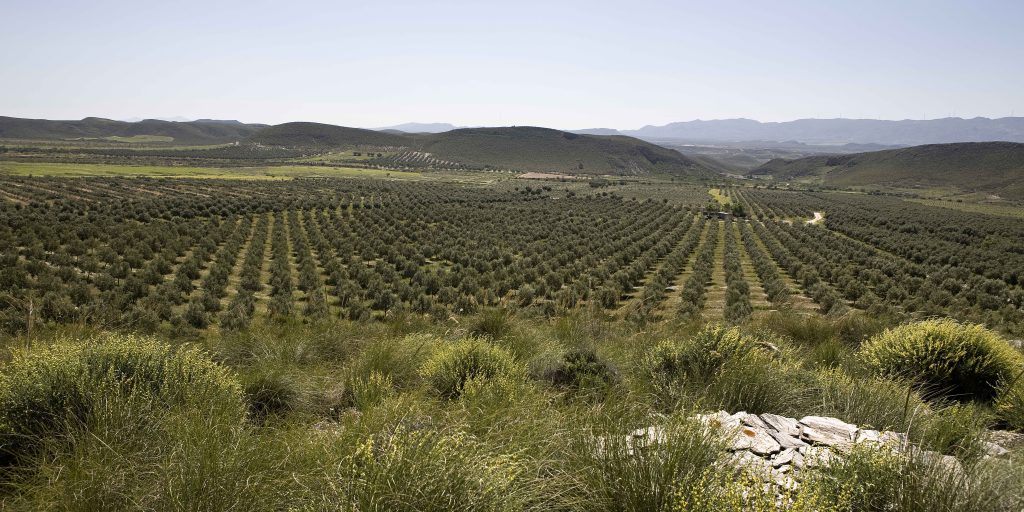 finca-oro-del-desierto-desde-alto