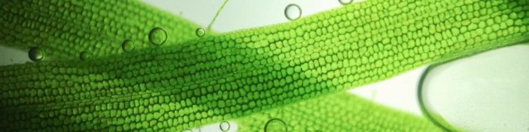 Olio di alga