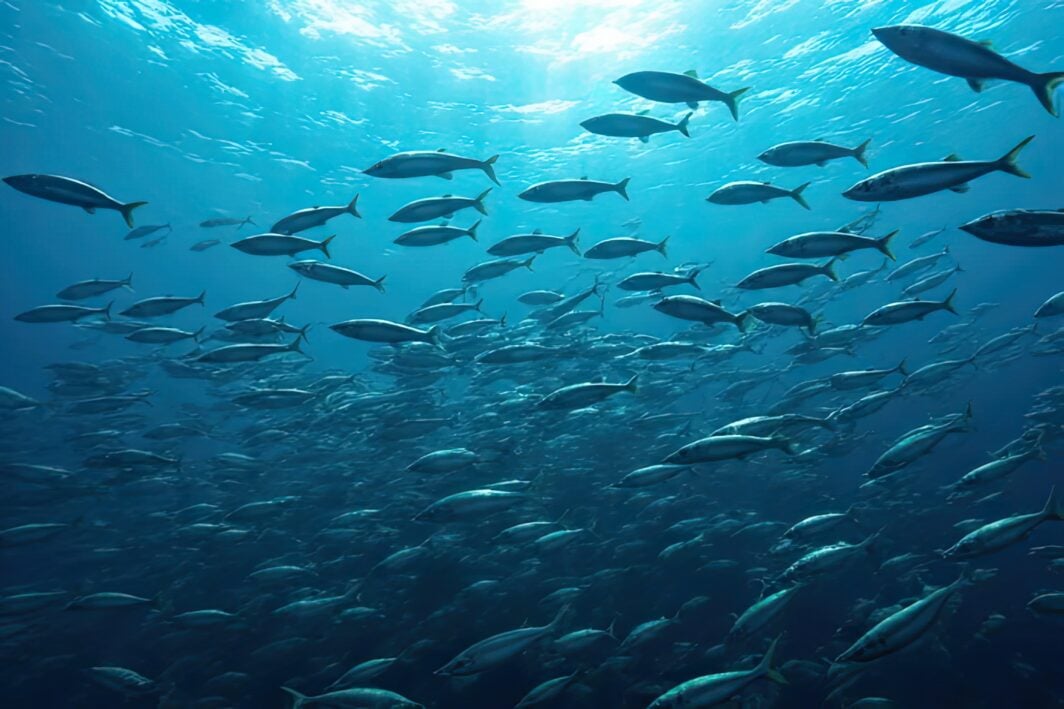 Branco di sardine che nuotano in controluce