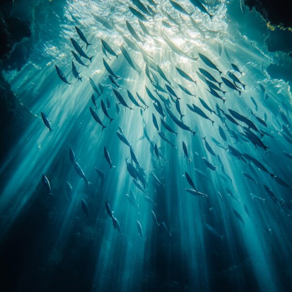 School of fish swimming under water of sea light blue