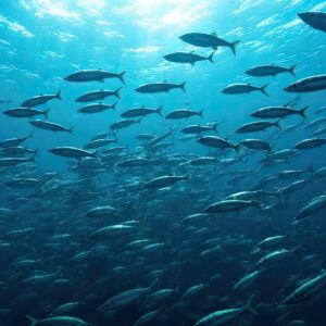 Fischschwarm-Omega3 2025