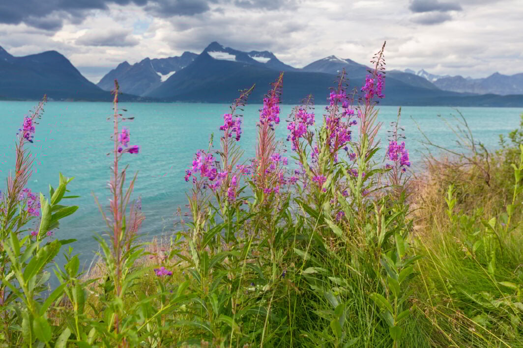 fiori lilla su mare azzurro