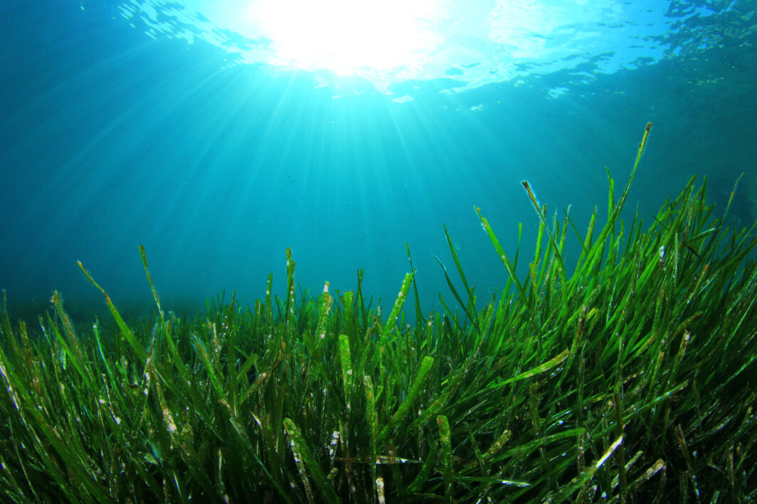 Sfondo marino di acque e alghe