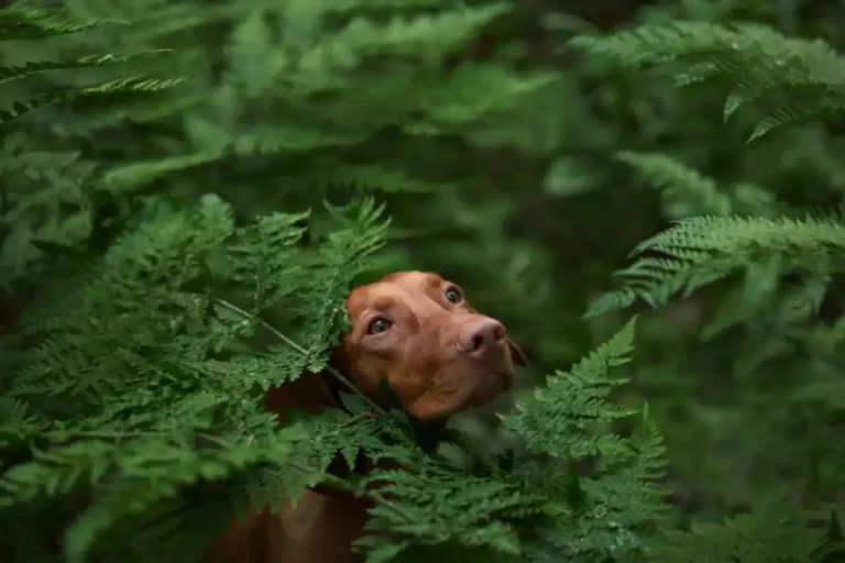 Cane marrone che emerge tra le felci verdi in una foresta lussureggiante, con uno sguardo dolce e curioso.