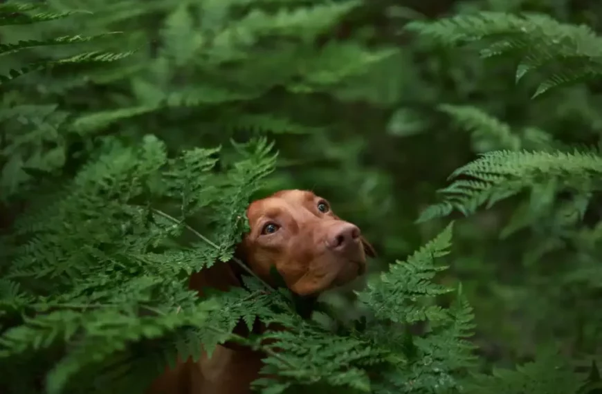 Cane marrone che emerge tra le felci verdi in una foresta lussureggiante, con uno sguardo dolce e curioso.