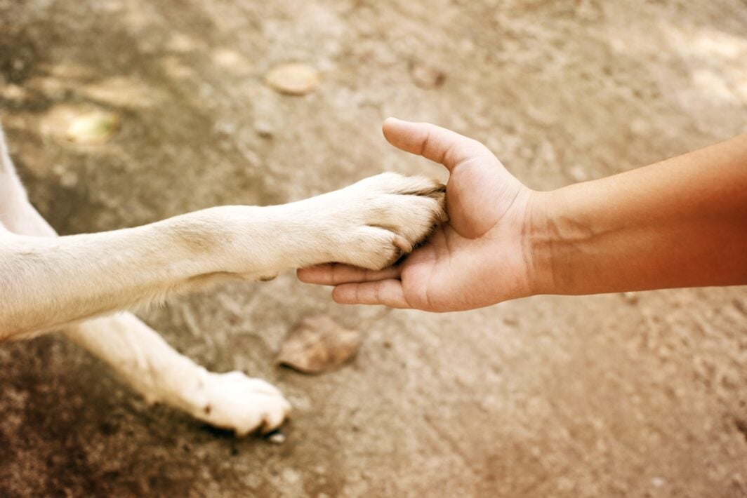 Cane che dà la zampa ad uomo