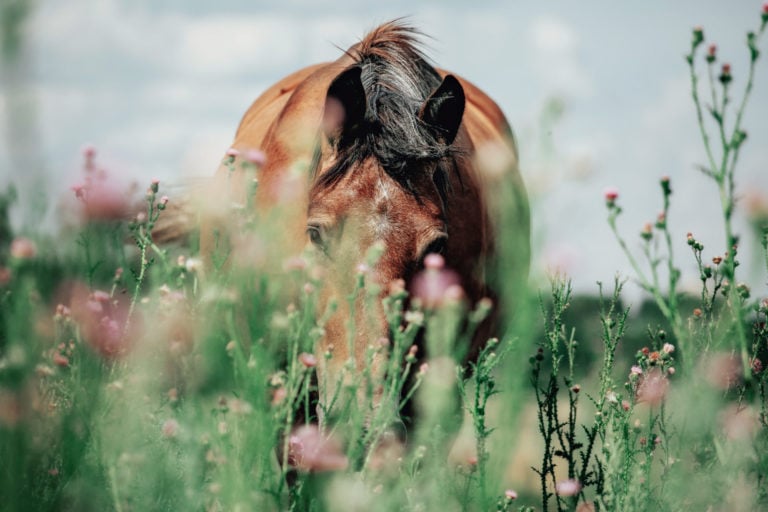 Cavallo