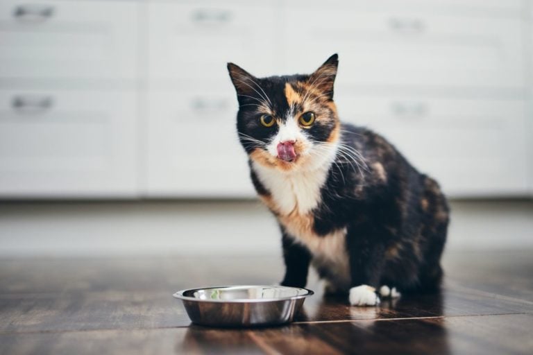 Gatto che mangia