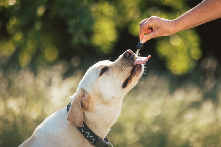 Cane che assume Omega 3