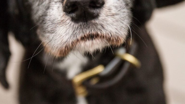Cane con osteoartrite