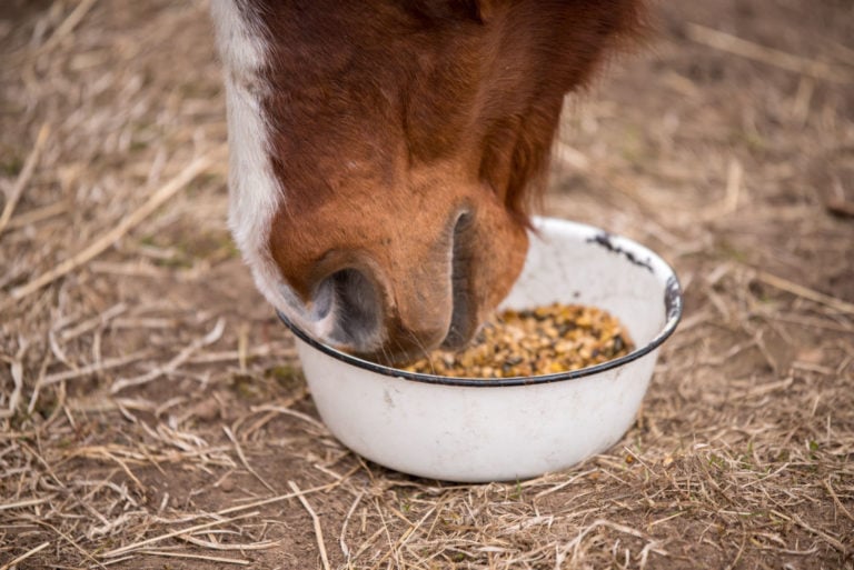 Cavallo e dermatite estiva