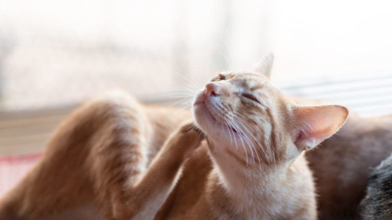 Gatto che ha prurito