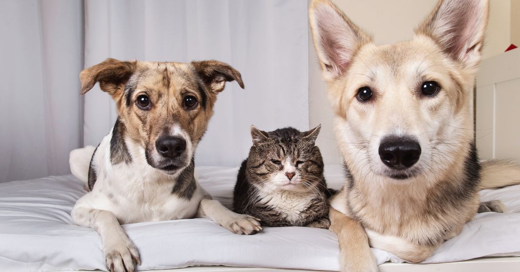 Cani e gatto insieme su un letto, animali domestici rilassati in casa