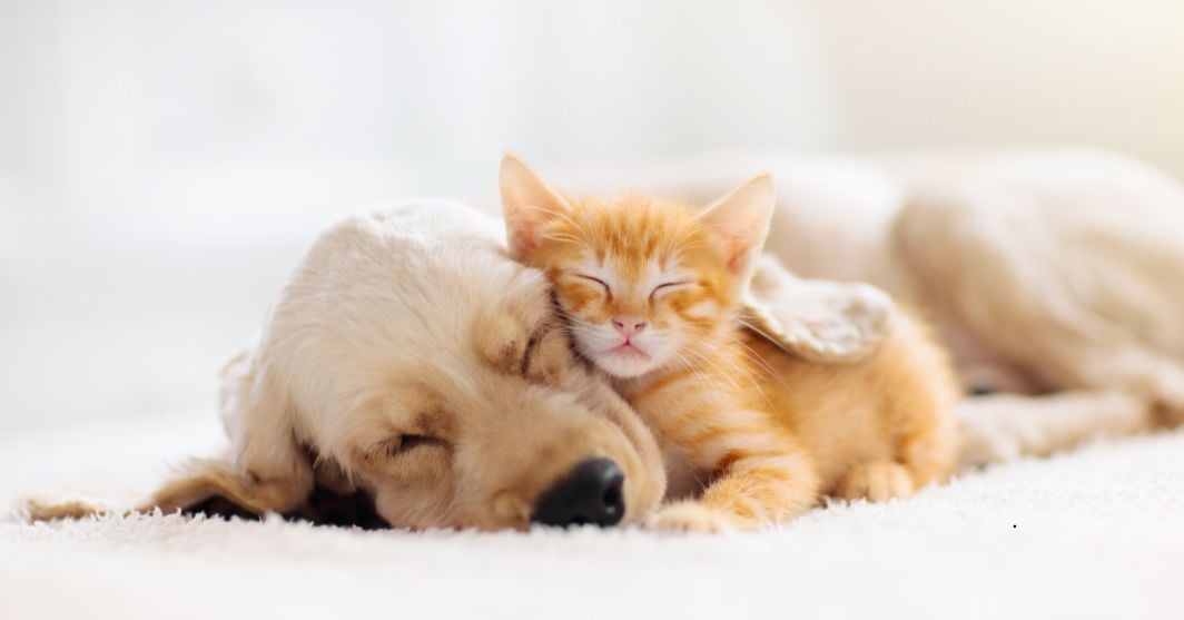 Cane e gatto che dormono insieme su un tappeto bianco
