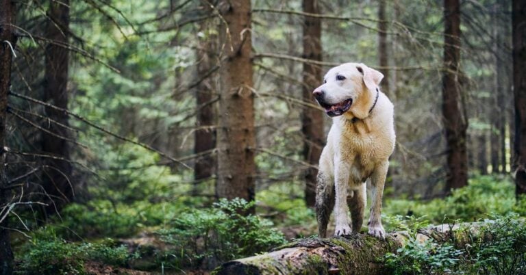 Cane chiaro su un tronco in un bosco