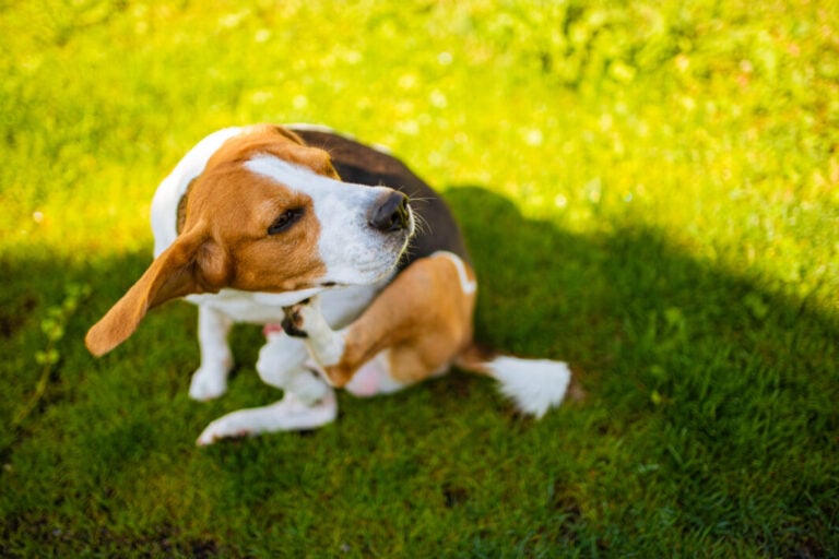 Dog scratching