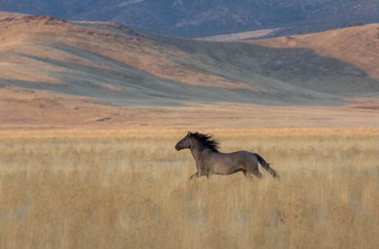 Wild black horse in the field