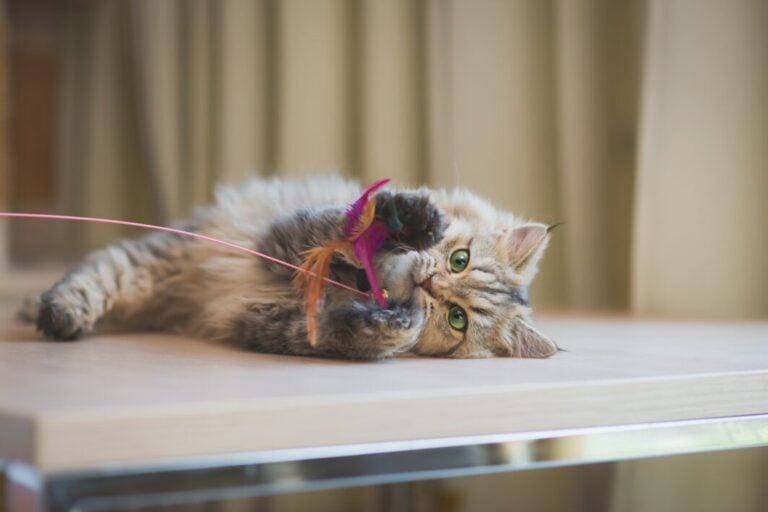 Fluffy cat playing
