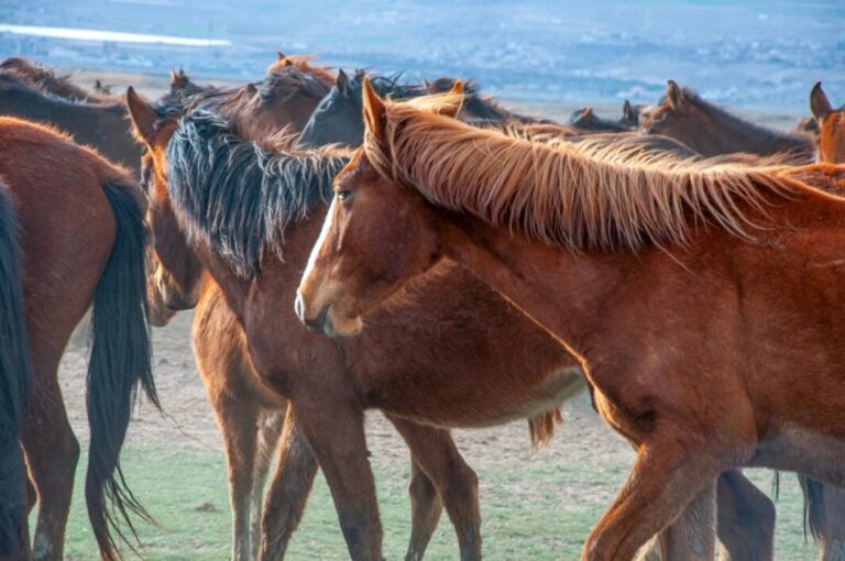 Cavalli selvaggi che corrono liberi