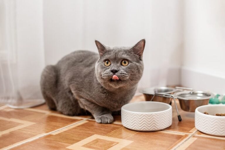 Grey cat eating
