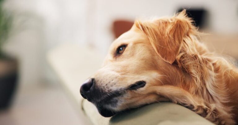 Golden laying on the couch