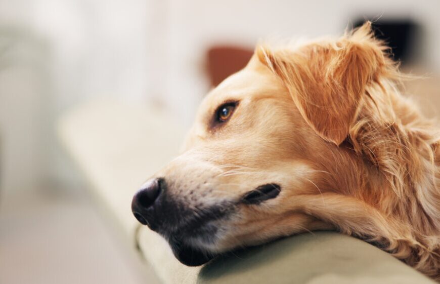 Golden laying on the couch