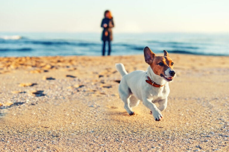 Jack russel running on the beach with his owner
