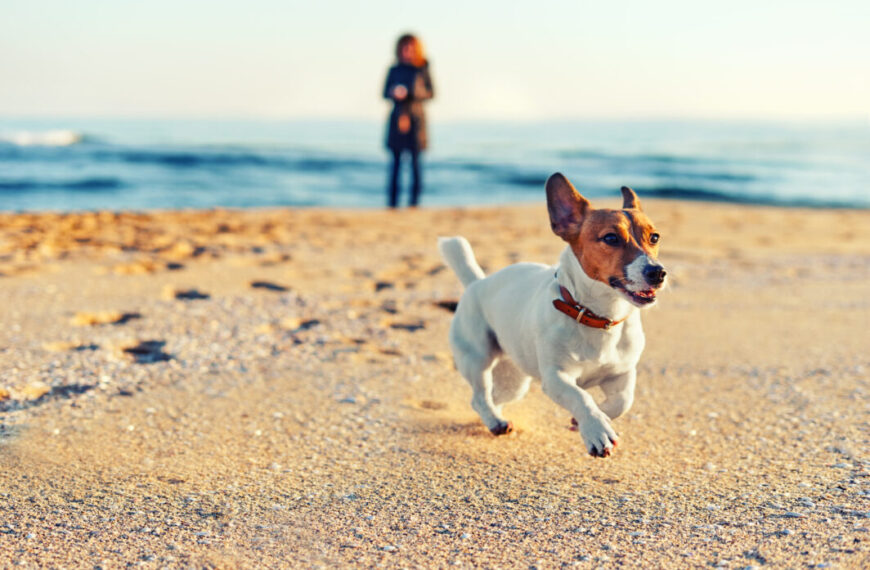 Jack russel running on the beach with his owner