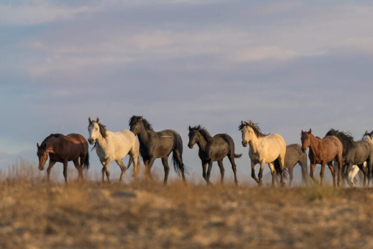 Cavalli selvaggi nel deserto dello Utah