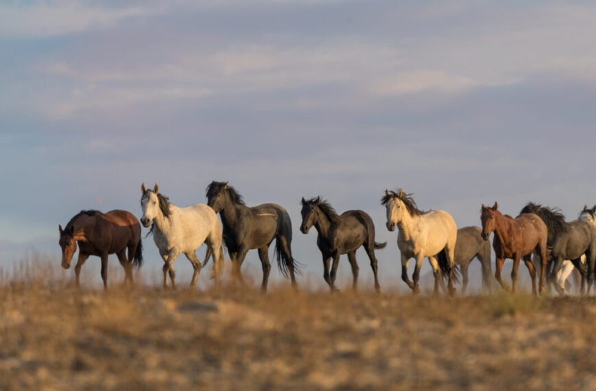 Cavalli selvaggi nel deserto dello Utah
