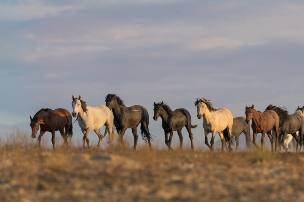 Cavalli selvaggi nel deserto dello Utah