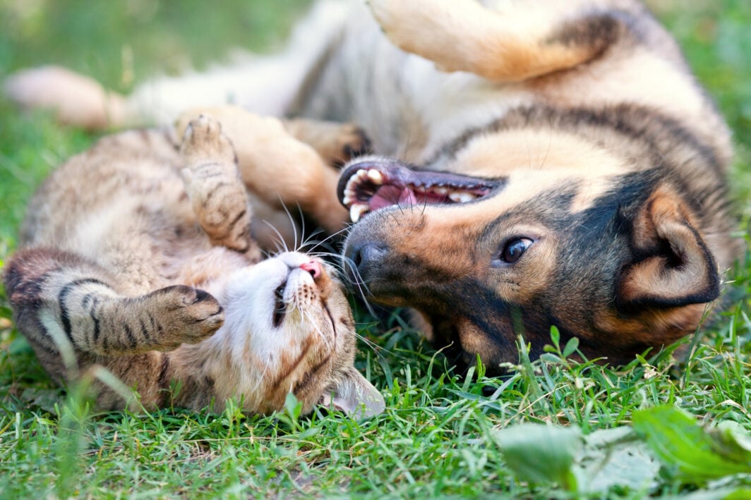 Cane e gatto che giocano insieme sul prato