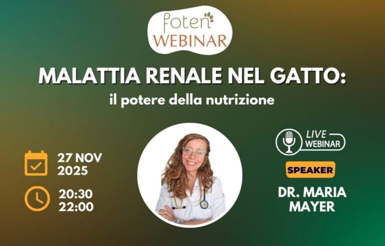 Malattia renale nel gatto: il potere della nutrizione